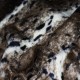 Faux Fur Fabric - Lynx Dark Brown